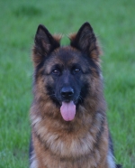 vom Trojangold, hodowla Owczarków Niemieckich Długowłosych