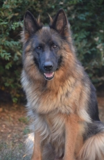 vom Trojangold, hodowla Owczarków Niemieckich Długowłosych