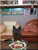 vom Trojangold, hodowla Owczarków Niemieckich Długowłosych