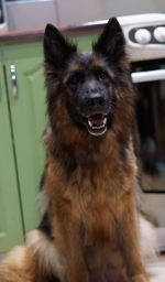 vom Trojangold, hodowla Owczarków Niemieckich Długowłosych