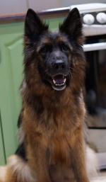 vom Trojangold, hodowla Owczarków Niemieckich Długowłosych