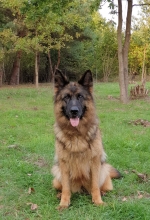 vom Trojangold, hodowla Owczarków Niemieckich Długowłosych