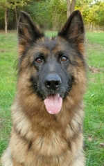 vom Trojangold, hodowla Owczarków Niemieckich Długowłosych