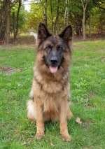 vom Trojangold, hodowla Owczarków Niemieckich Długowłosych