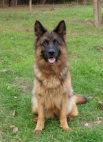 vom Trojangold, hodowla Owczarków Niemieckich Długowłosych