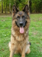 vom Trojangold, hodowla Owczarków Niemieckich Długowłosych