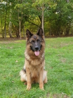 vom Trojangold, hodowla Owczarków Niemieckich Długowłosych