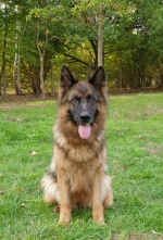 vom Trojangold, hodowla Owczarków Niemieckich Długowłosych