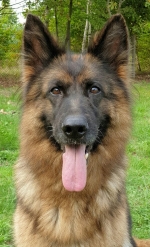 vom Trojangold, hodowla Owczarków Niemieckich Długowłosych