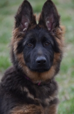 vom Trojangold, hodowla Owczarków Niemieckich Długowłosych