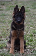 vom Trojangold, hodowla Owczarków Niemieckich Długowłosych