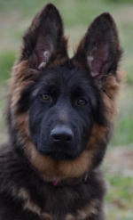 vom Trojangold, hodowla Owczarków Niemieckich Długowłosych