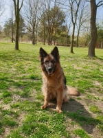 vom Trojangold, hodowla Owczarków Niemieckich Długowłosych