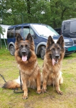 vom Trojangold, hodowla Owczarków Niemieckich Długowłosych