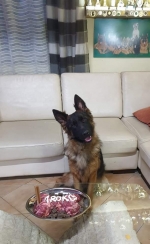 vom Trojangold, hodowla Owczarków Niemieckich Długowłosych