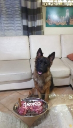 vom Trojangold, hodowla Owczarków Niemieckich Długowłosych