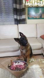 vom Trojangold, hodowla Owczarków Niemieckich Długowłosych