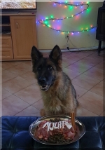 vom Trojangold, hodowla Owczarków Niemieckich Długowłosych