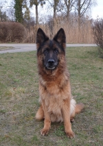 vom Trojangold, hodowla Owczarków Niemieckich Długowłosych