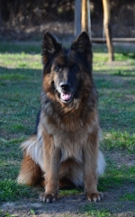 vom Trojangold, hodowla Owczarków Niemieckich Długowłosych