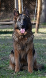 vom Trojangold, hodowla Owczarków Niemieckich Długowłosych