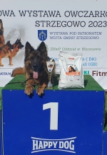 vom Trojangold, hodowla Owczarków Niemieckich Długowłosych