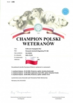 vom Trojangold, hodowla Owczarków Niemieckich Długowłosych