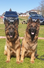 vom Trojangold, hodowla Owczarków Niemieckich Długowłosych