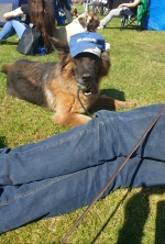 vom Trojangold, hodowla Owczarków Niemieckich Długowłosych