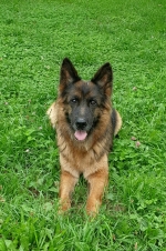 vom Trojangold, hodowla Owczarków Niemieckich Długowłosych