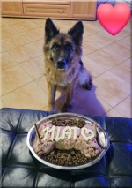 vom Trojangold, hodowla Owczarków Niemieckich Długowłosych