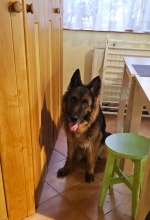 vom Trojangold, hodowla Owczarków Niemieckich Długowłosych