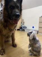 vom Trojangold, hodowla Owczarków Niemieckich Długowłosych