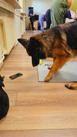 vom Trojangold, hodowla Owczarków Niemieckich Długowłosych