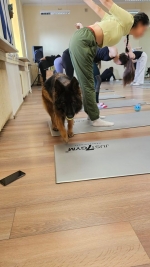 vom Trojangold, hodowla Owczarków Niemieckich Długowłosych