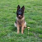 vom Trojangold, hodowla Owczarków Niemieckich Długowłosych