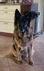 vom Trojangold, hodowla Owczarków Niemieckich Długowłosych