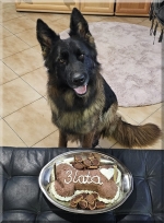 vom Trojangold, hodowla Owczarków Niemieckich Długowłosych