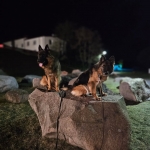 vom Trojangold, hodowla Owczarków Niemieckich Długowłosych