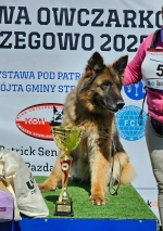 vom Trojangold, hodowla Owczarków Niemieckich Długowłosych