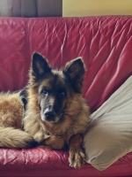 vom Trojangold, hodowla Owczarków Niemieckich Długowłosych