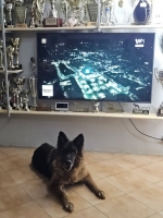 vom Trojangold, hodowla Owczarków Niemieckich Długowłosych