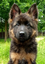 vom Trojangold, hodowla Owczarków Niemieckich Długowłosych