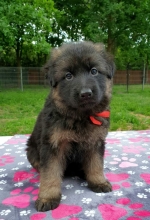 vom Trojangold, hodowla Owczarków Niemieckich Długowłosych