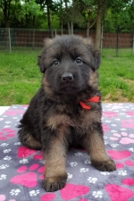 vom Trojangold, hodowla Owczarków Niemieckich Długowłosych