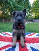 vom Trojangold, hodowla Owczarków Niemieckich Długowłosych