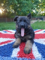 vom Trojangold, hodowla Owczarków Niemieckich Długowłosych