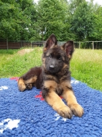 vom Trojangold, hodowla Owczarków Niemieckich Długowłosych