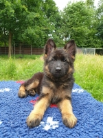 vom Trojangold, hodowla Owczarków Niemieckich Długowłosych