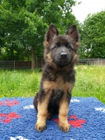 vom Trojangold, hodowla Owczarków Niemieckich Długowłosych